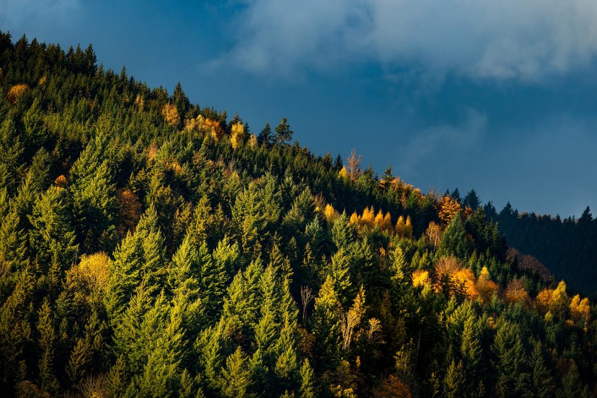 Schwarzwald Erlebnisgeschenke: Atemberaubende Panoramaansicht des Schwarzwaldes, eine perfekte Geschenkidee für Naturliebhabe