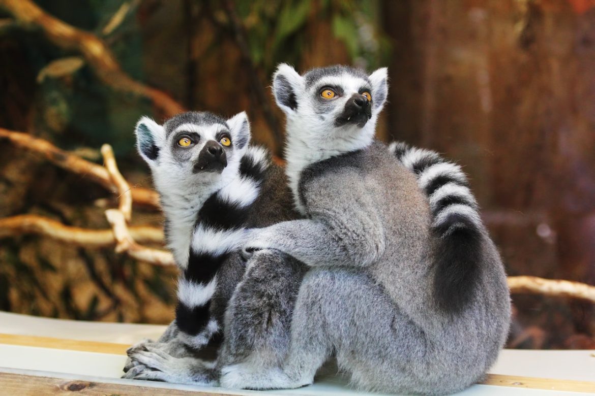 Foto von Tieren in einer sicheren Umgebung dank einer Tierpatenschaft als Geschenkidee.